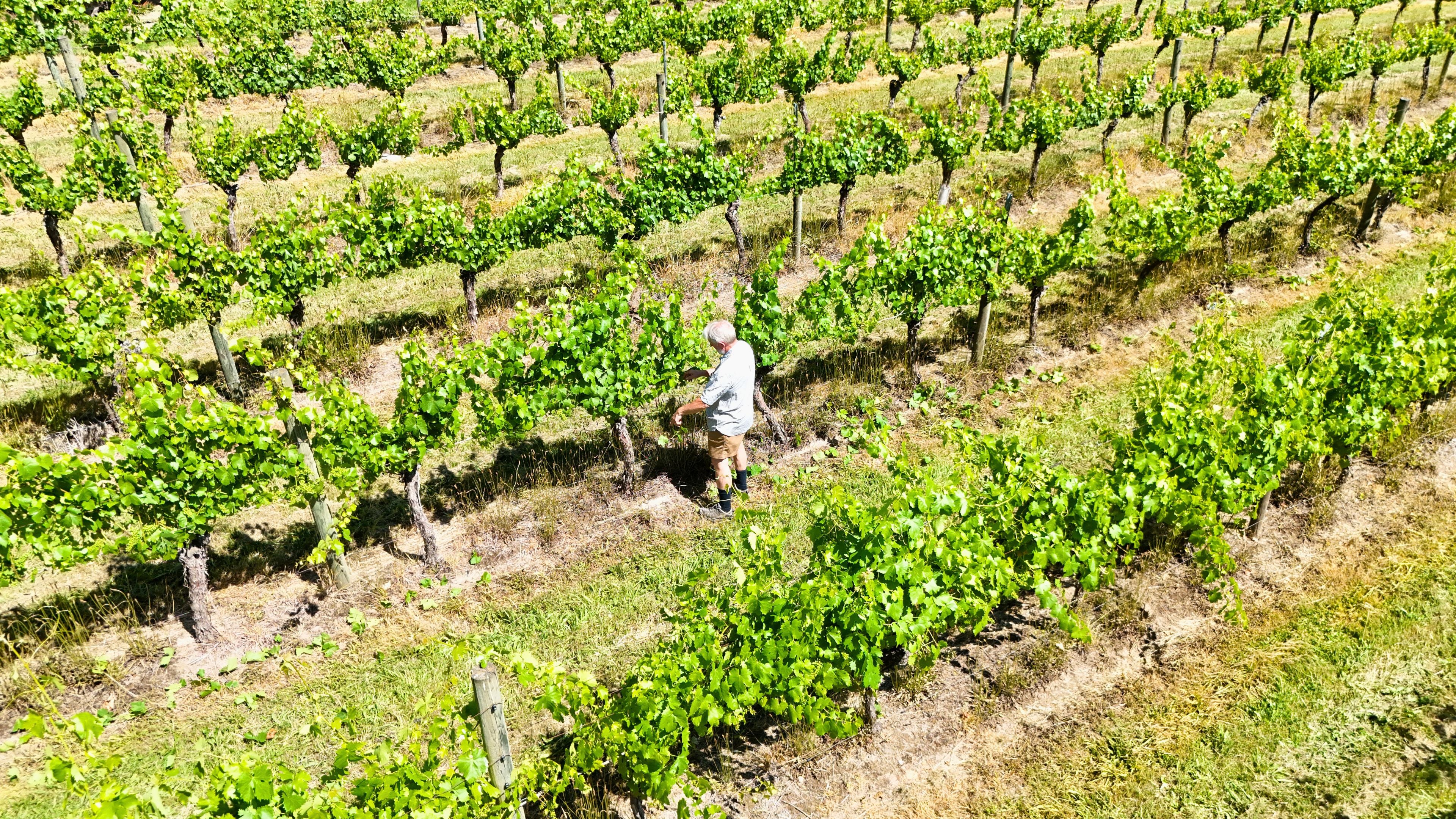 This is an image of the fresh grown ingredients from Casa Bianchet Italian restaurant in the heart of the Yarra Valley